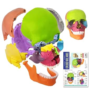 人体模型　skeleton 60インチ　新品未開封（箱に傷あり） 2119.jpg